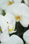 14032017_Hong Kong Flower Show 2017_Orchid00001