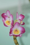 14032017_Hong Kong Flower Show 2017_Orchid00002
