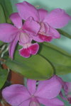 14032017_Hong Kong Flower Show 2017_Orchid00003