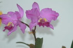 14032017_Hong Kong Flower Show 2017_Orchid00004