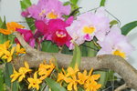 14032017_Hong Kong Flower Show 2017_Orchid00005