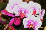 14032017_Hong Kong Flower Show 2017_Orchid00006