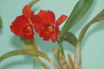 14032017_Hong Kong Flower Show 2017_Orchid00007