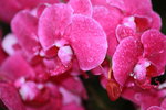 14032017_Hong Kong Flower Show 2017_Orchid00008