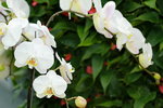 14032017_Hong Kong Flower Show 2017_Orchid00009