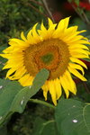 14032017_Hong Kong Flower Show 2017_Sunflower00001