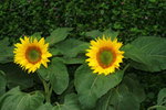 14032017_Hong Kong Flower Show 2017_Sunflower00002