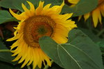 14032017_Hong Kong Flower Show 2017_Sunflower00003