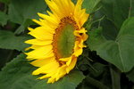 14032017_Hong Kong Flower Show 2017_Sunflower00004