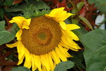 14032017_Hong Kong Flower Show 2017_Sunflower00005
