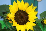 14032017_Hong Kong Flower Show 2017_Sunflower00006