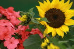 14032017_Hong Kong Flower Show 2017_Sunflower00007