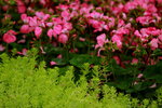 14032017_Hong Kong Flower Show 2017_Viola Tricolor00001