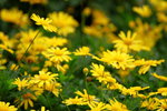 14032017_Hong Kong Flower Show 2017_Chrysanthemum00002