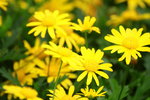 14032017_Hong Kong Flower Show 2017_Chrysanthemum00003