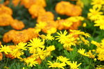 14032017_Hong Kong Flower Show 2017_Chrysanthemum00004