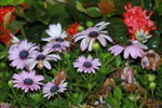 14032017_Hong Kong Flower Show 2017_Chrysanthemum00005