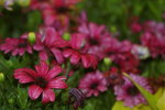 14032017_Hong Kong Flower Show 2017_Chrysanthemum00006
