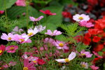 14032017_Hong Kong Flower Show 2017_Chrysanthemum00007