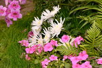 14032017_Hong Kong Flower Show 2017_Chrysanthemum00008