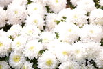 14032017_Hong Kong Flower Show 2017_Chrysanthemum00009