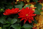14032017_Hong Kong Flower Show 2017_Chrysanthemum00011