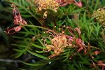 14032017_Hong Kong Flower Show 2017_Chrysanthemum00012