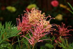 14032017_Hong Kong Flower Show 2017_Chrysanthemum00013