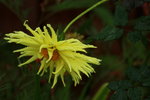 14032017_Hong Kong Flower Show 2017_Chrysanthemum00015