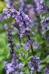 14032017_Hong Kong Flower Show 2017_Lavender00001
