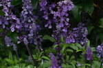 14032017_Hong Kong Flower Show 2017_Lavender00002