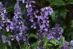 14032017_Hong Kong Flower Show 2017_Lavender00003