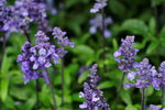 14032017_Hong Kong Flower Show 2017_Lavender00004