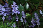 14032017_Hong Kong Flower Show 2017_Lavender00005