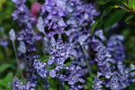 14032017_Hong Kong Flower Show 2017_Lavender00006