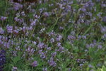 14032017_Hong Kong Flower Show 2017_Lavender00007