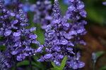 14032017_Hong Kong Flower Show 2017_Lavender00008