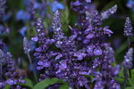 14032017_Hong Kong Flower Show 2017_Lavender00009