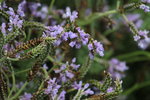 14032017_Hong Kong Flower Show 2017_Lavender00011
