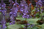 14032017_Hong Kong Flower Show 2017_Lavender00012