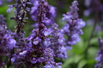 14032017_Hong Kong Flower Show 2017_Lavender00013