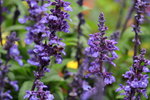 14032017_Hong Kong Flower Show 2017_Lavender00014
