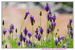 14032017_Hong Kong Flower Show 2017_Lavender00015