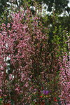 14032017_Hong Kong Flower Show 2017_Peach00001