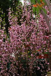 14032017_Hong Kong Flower Show 2017_Peach00002