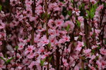 14032017_Hong Kong Flower Show 2017_Peach00003