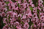 14032017_Hong Kong Flower Show 2017_Peach00004