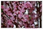 14032017_Hong Kong Flower Show 2017_Peach00005