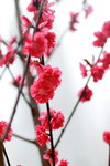 14032017_Hong Kong Flower Show 2017_Peach00006