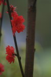 14032017_Hong Kong Flower Show 2017_Peach00007